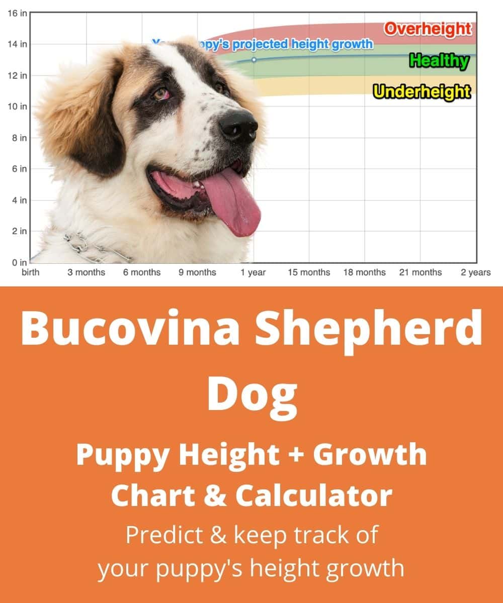 romanian-bucovina-shepherd Puppy height Growth Chart romanian-bucovina-shepherd Puppy height Growth Chart